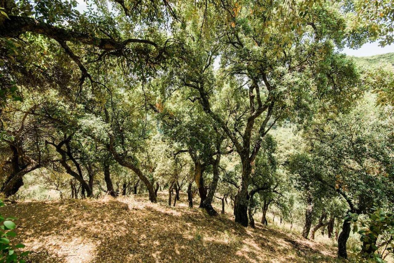 דירות Benadalid Casa El Chaparral Songbird Mountain מראה חיצוני תמונה